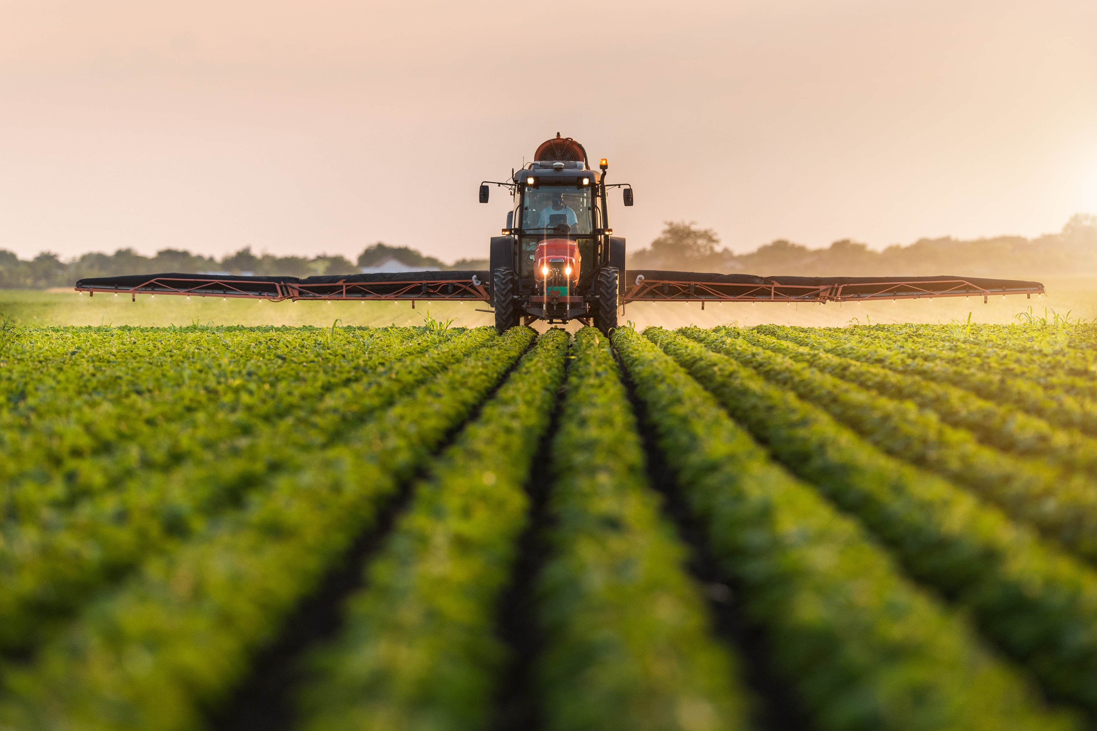 tractor spraying in green field full of crops