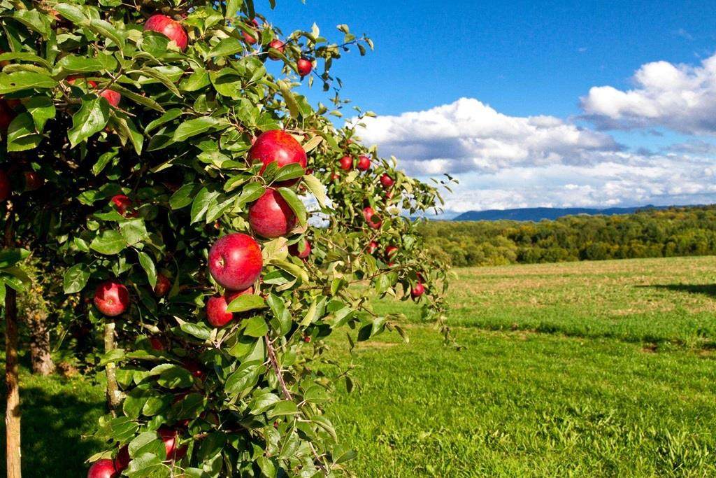 Apple tree in a green field