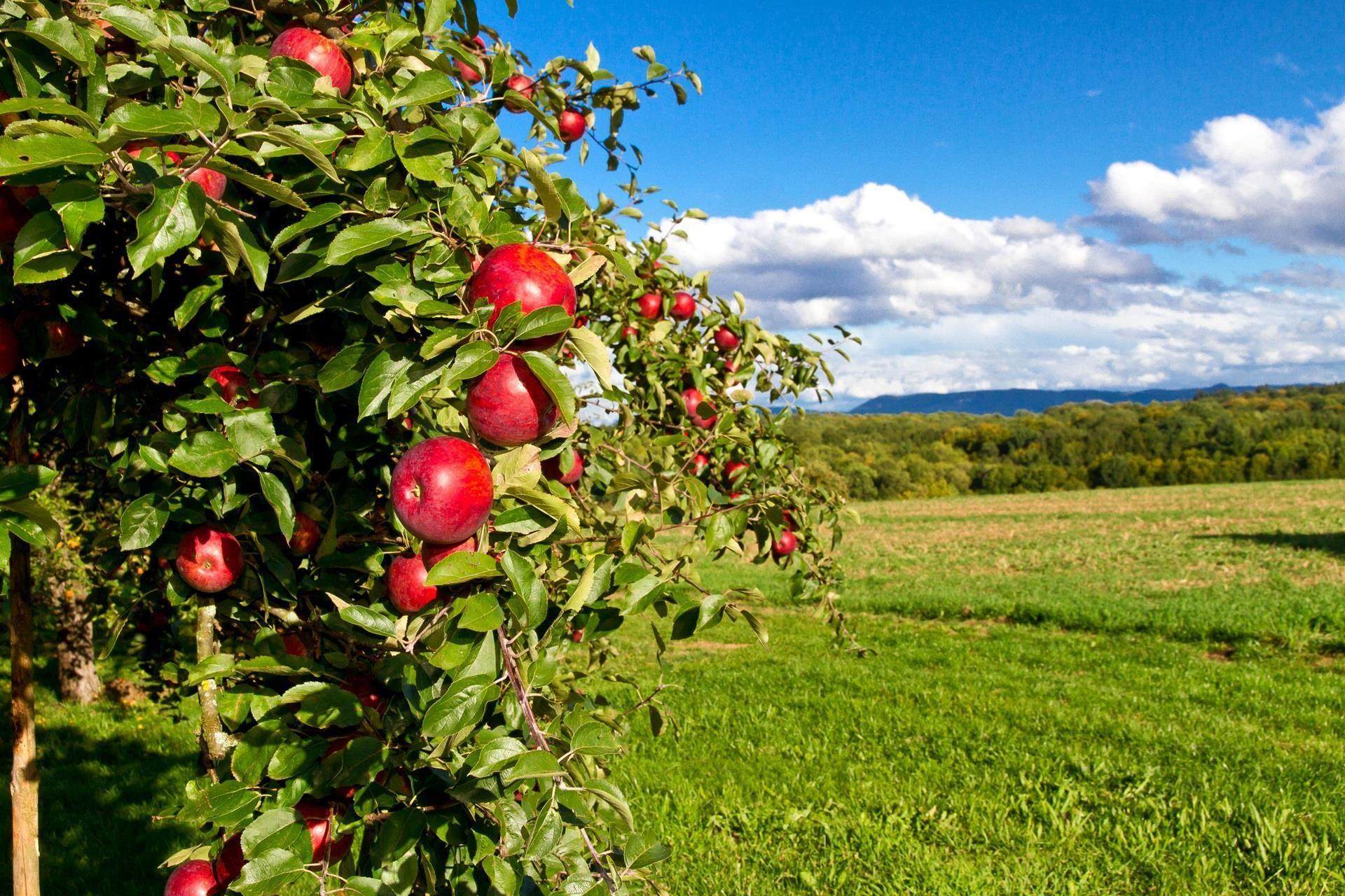 Apple tree in a green field