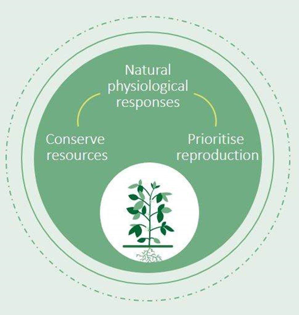 Graphic depicting how we produce our biostimulants