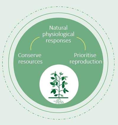 Graphic depicting how we produce our biostimulants