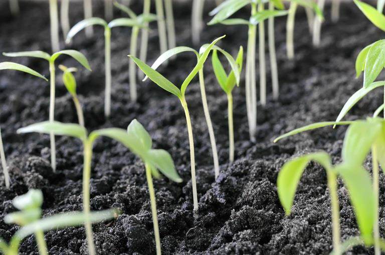 Close-up of group of the young pepper sprouts