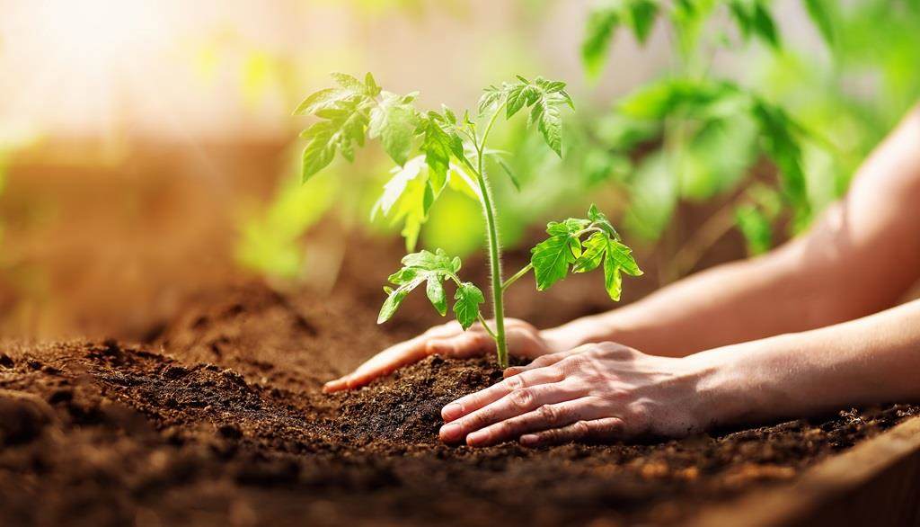 Planting sprouts of tomatos in greenhouse