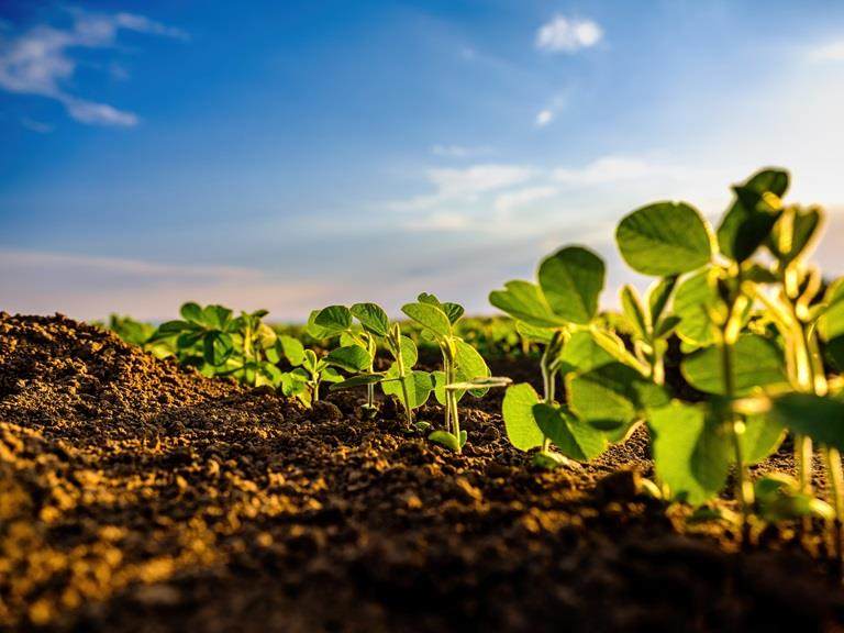 Green soybean crop plants at agricultural farm field industrial agriculture landscape
