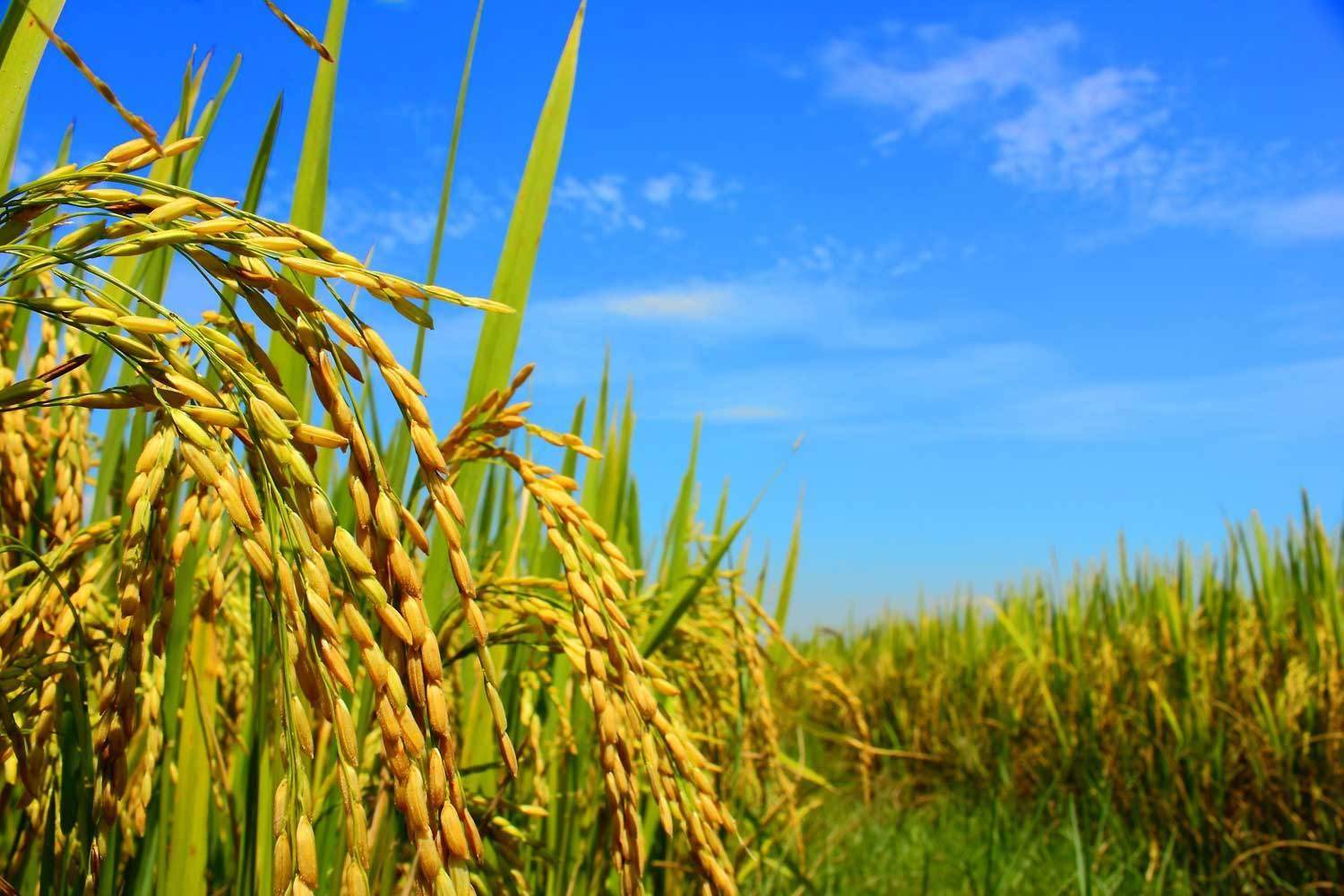 Rice field in blue sky