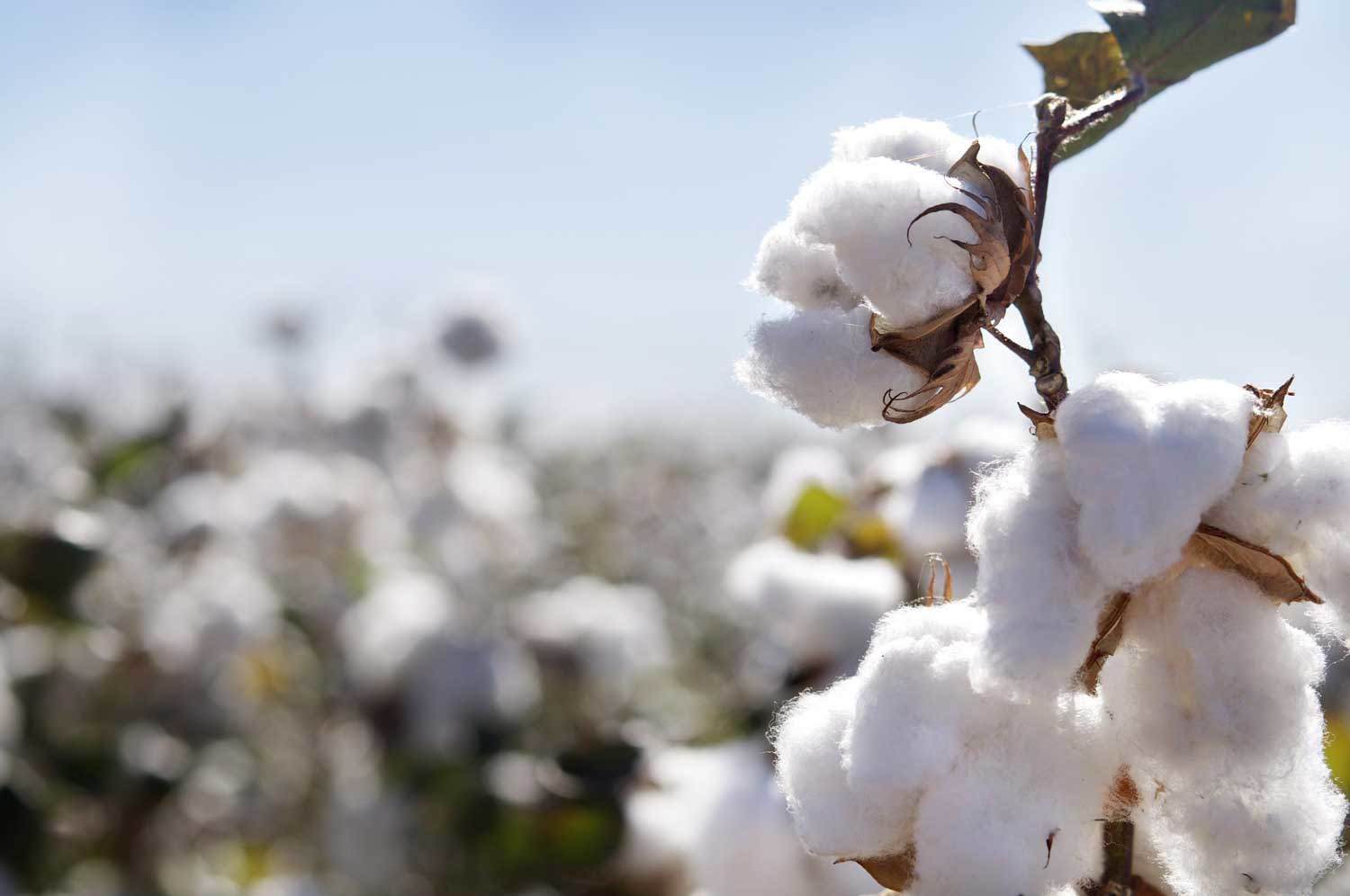 Close-up of ripe cotton bolls on branch