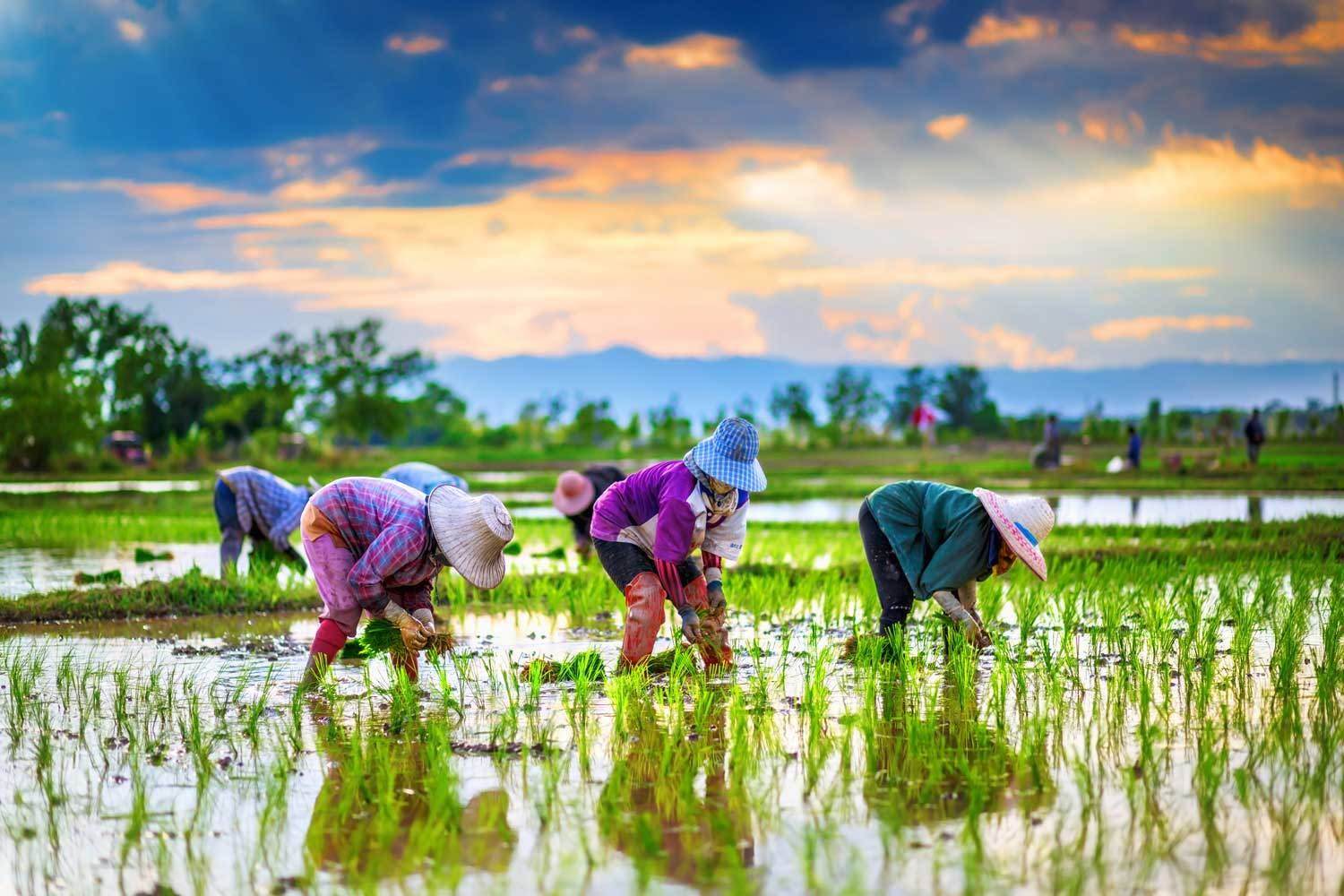 Personas que trabajan en un campo de arroz