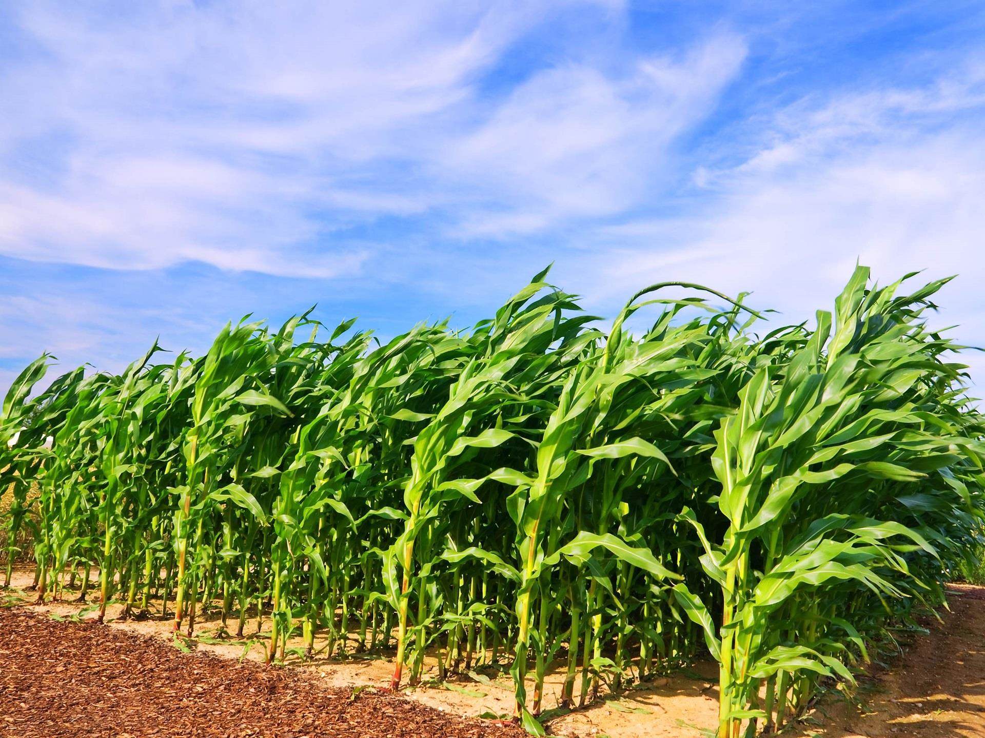 Green corn field on blue sky and clouds