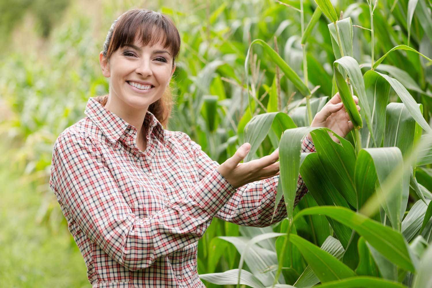 Good corn harvest