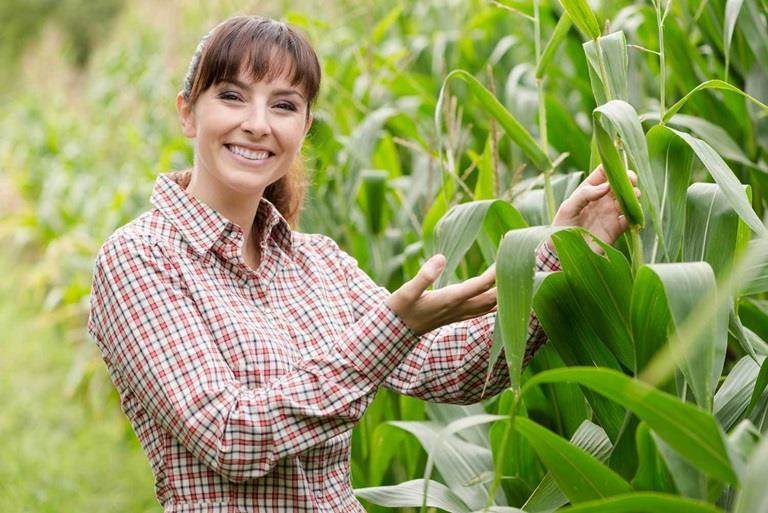 Good corn harvest