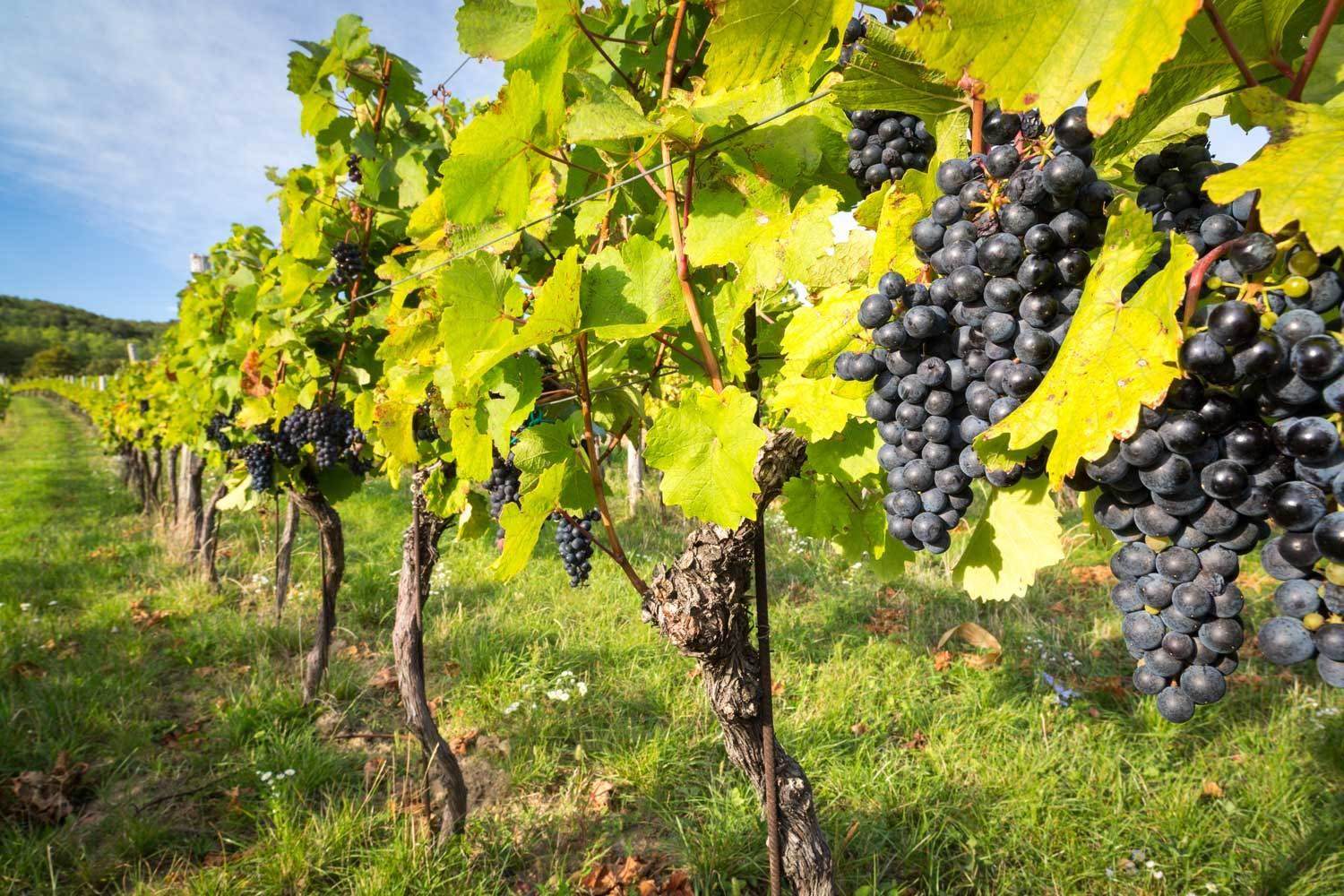 Grape vines in the sun