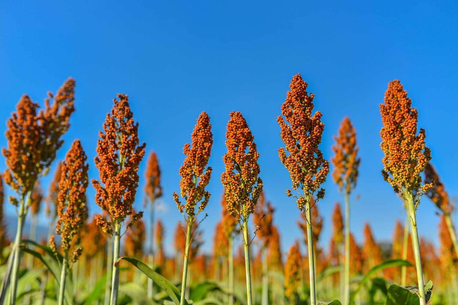 Sorghum, campo