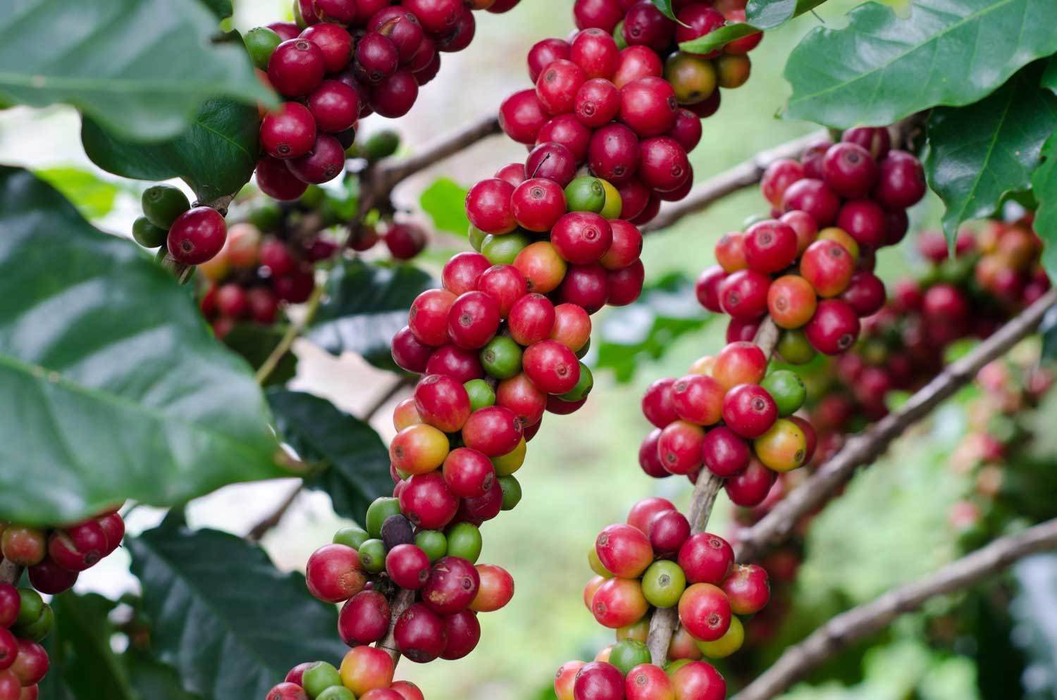 Vermelho, café, feijão, planta
