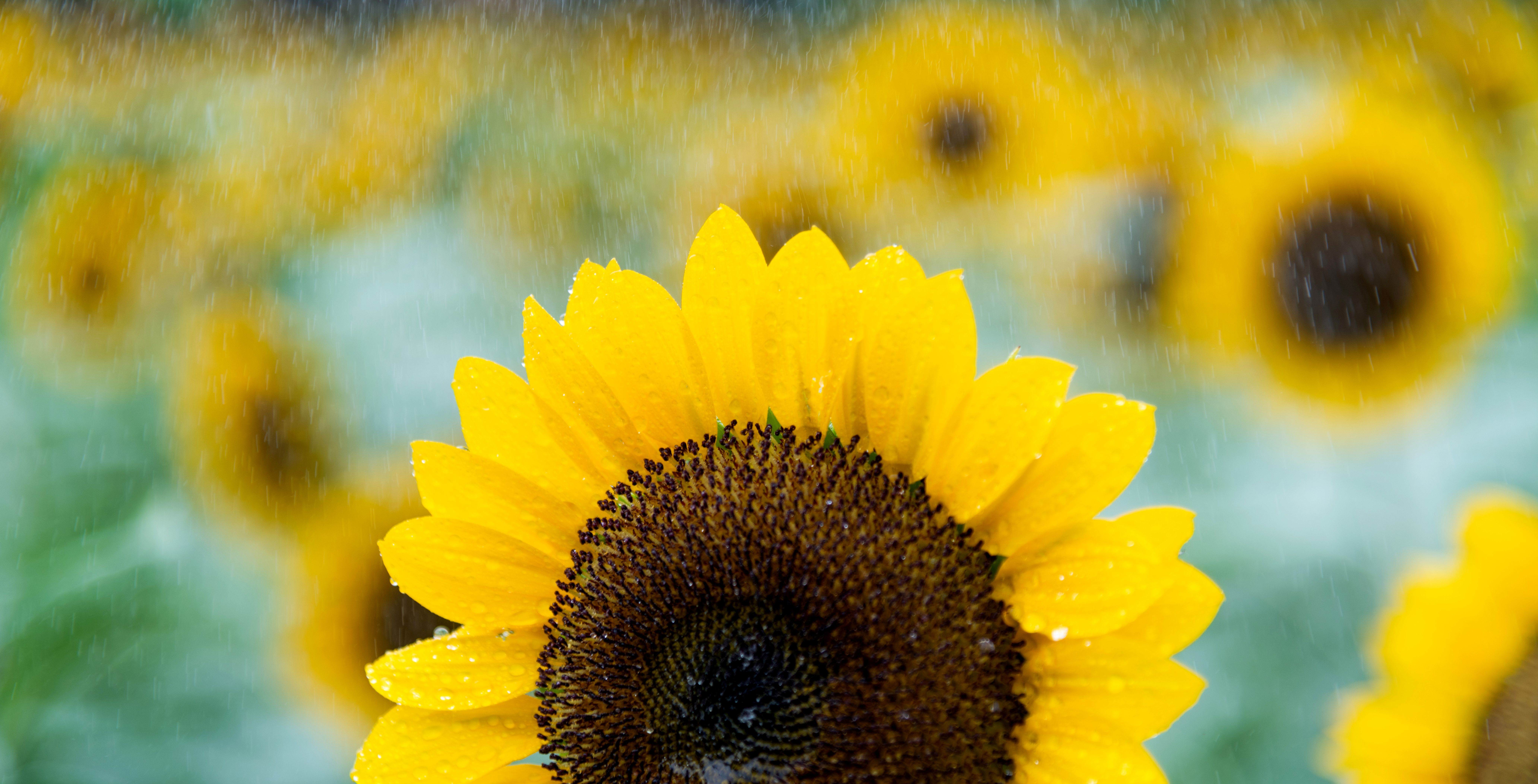 Blooming sunflowers in the rain