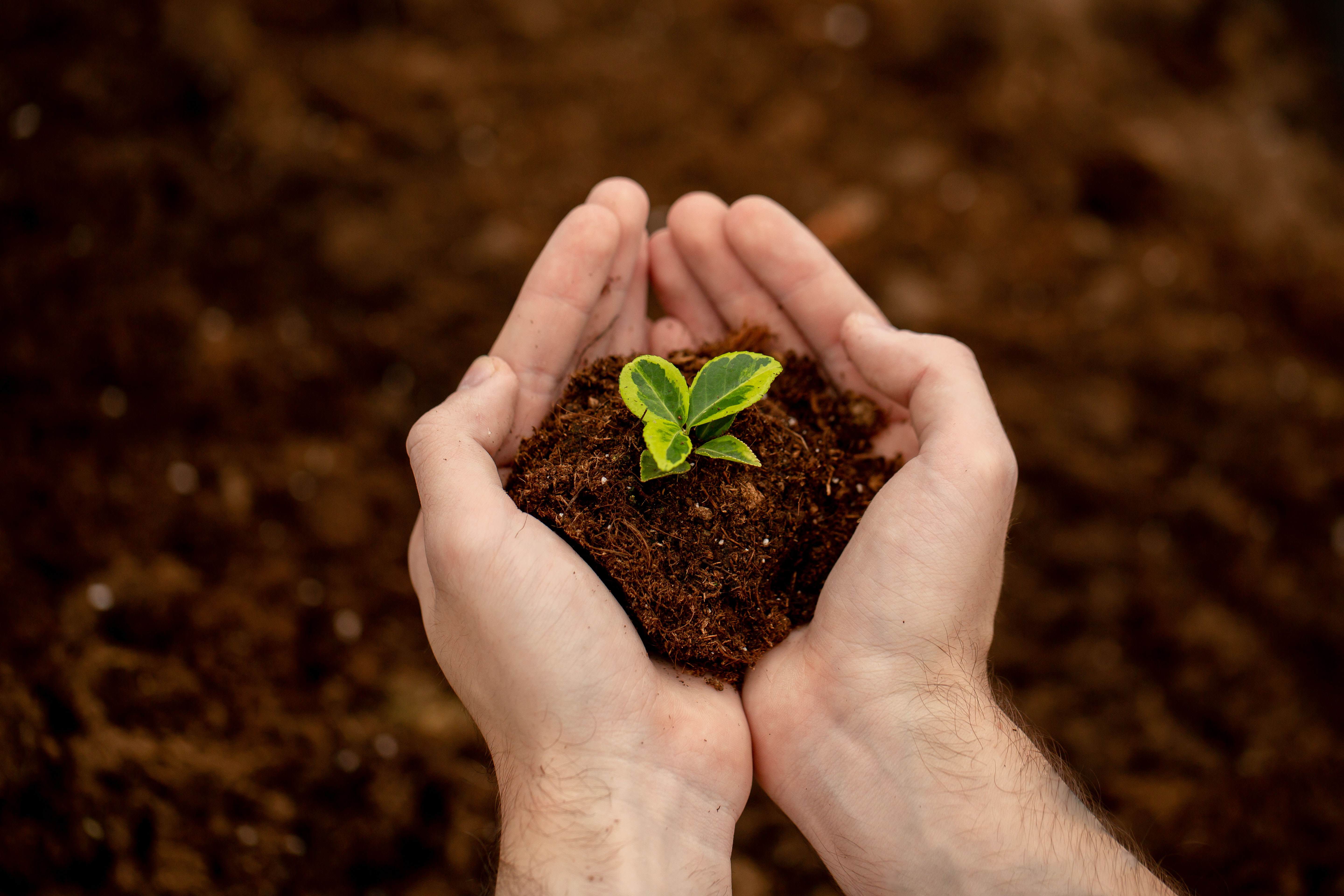 Close up hand holding soil with seedling, demostrating sustainability in agriculture