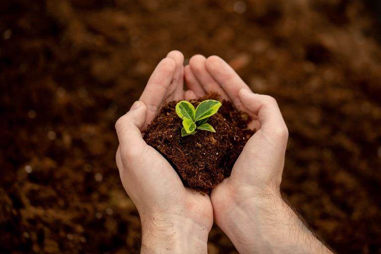 Close up hand holding soil with seedling, demostrating sustainability in agriculture