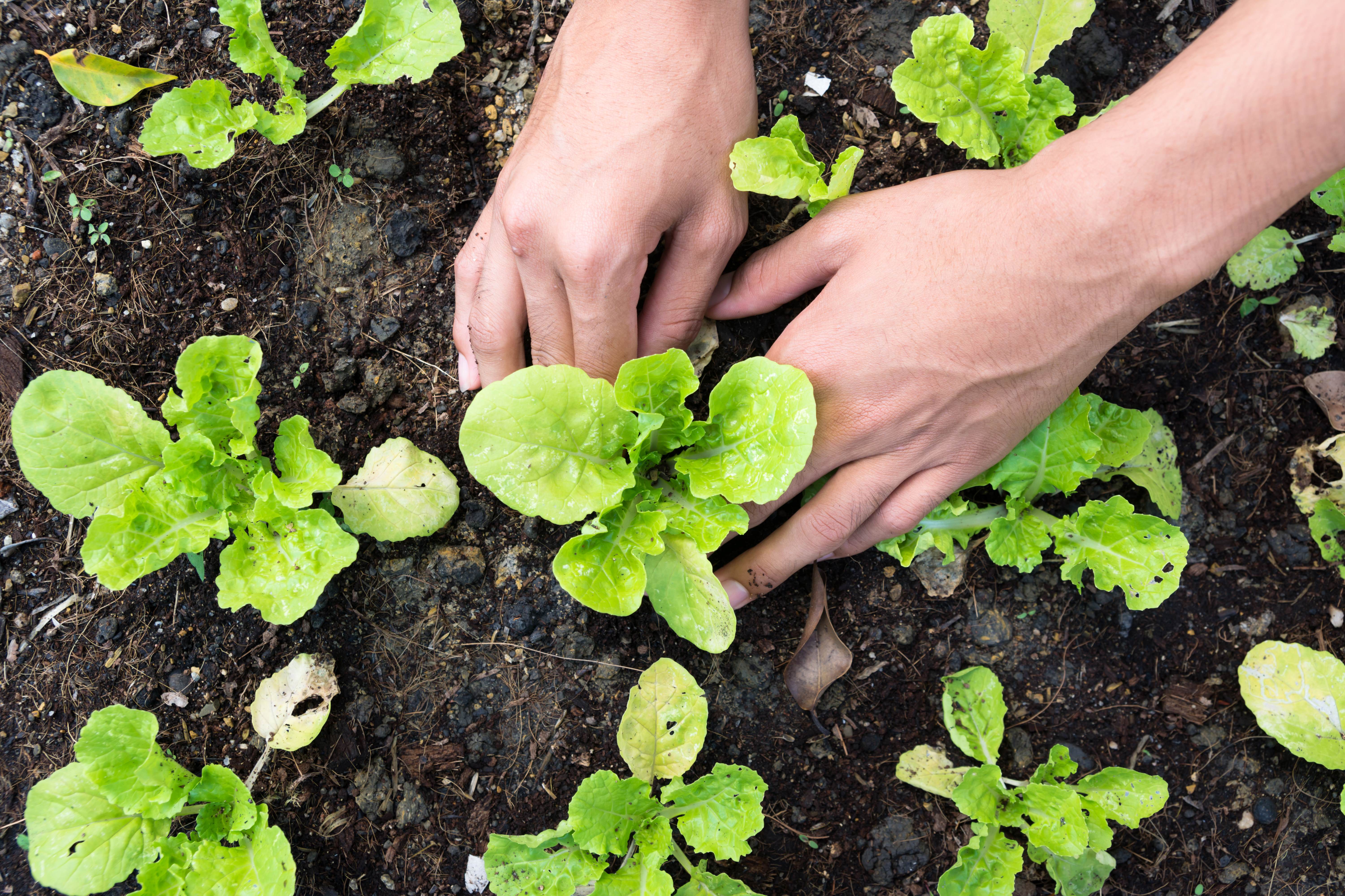 a pair of hands planting vegetable garden, trends in agriculture