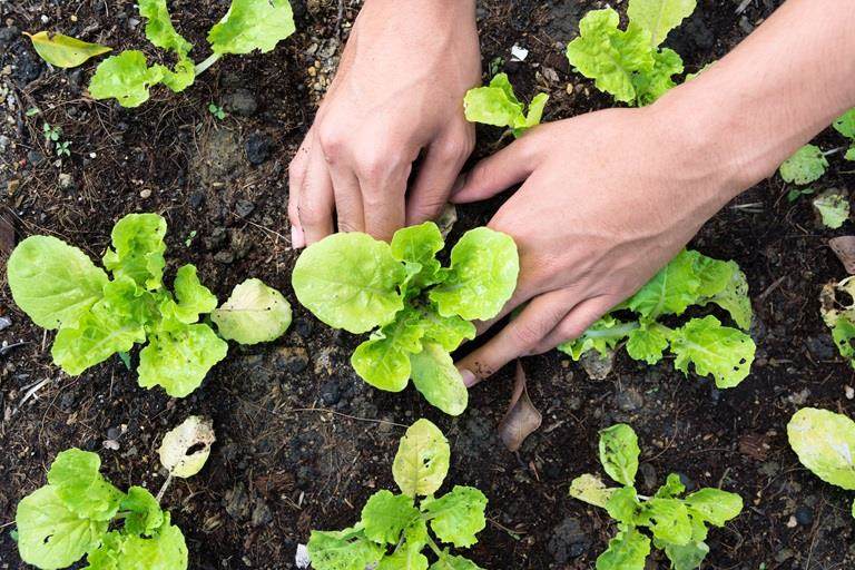 a pair of hands planting vegetable garden, trends in agriculture