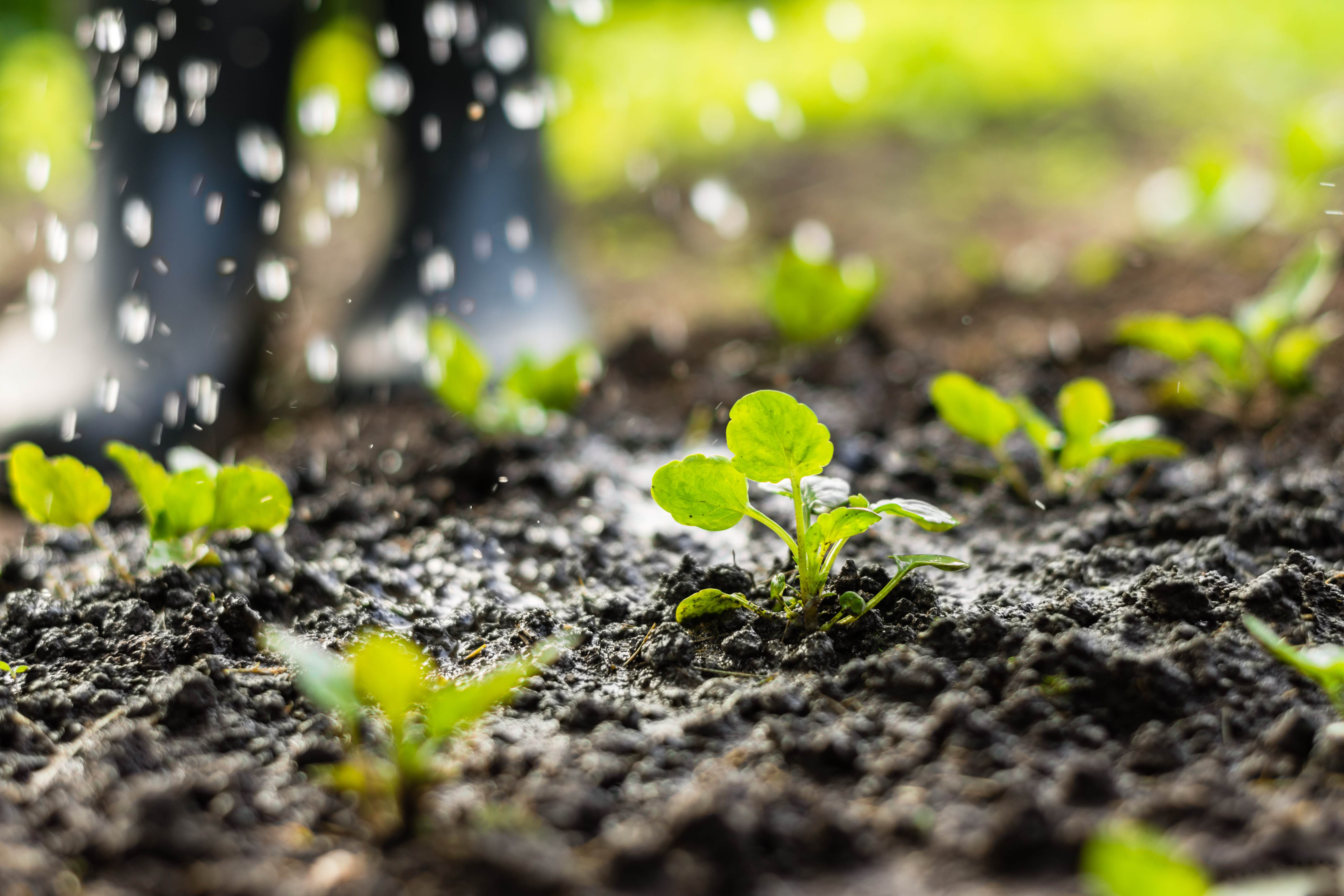 Close up of plant sprouts in the field and farmer watering it