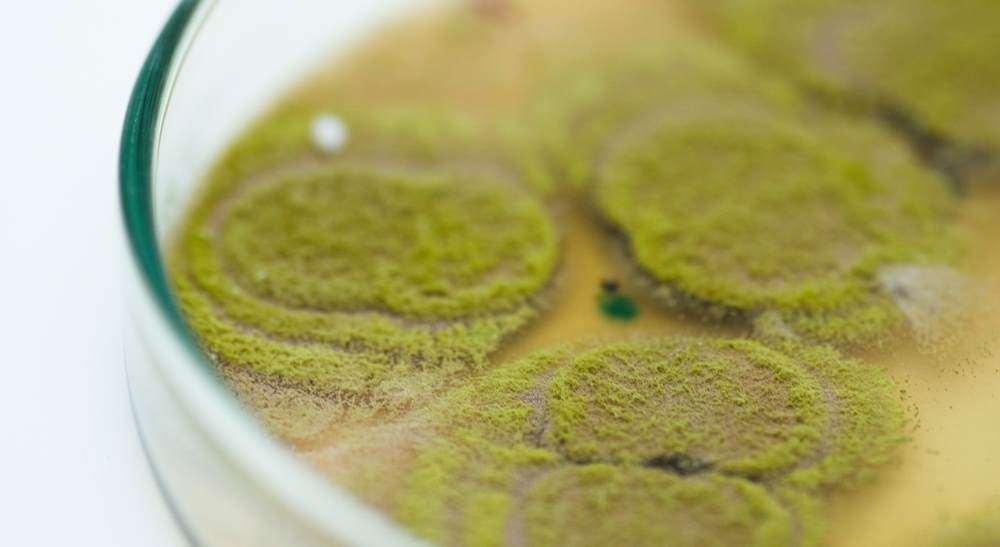 Petri dish with Trichoderma harzianum colonies on agar used to study microbial viability in biological formulation