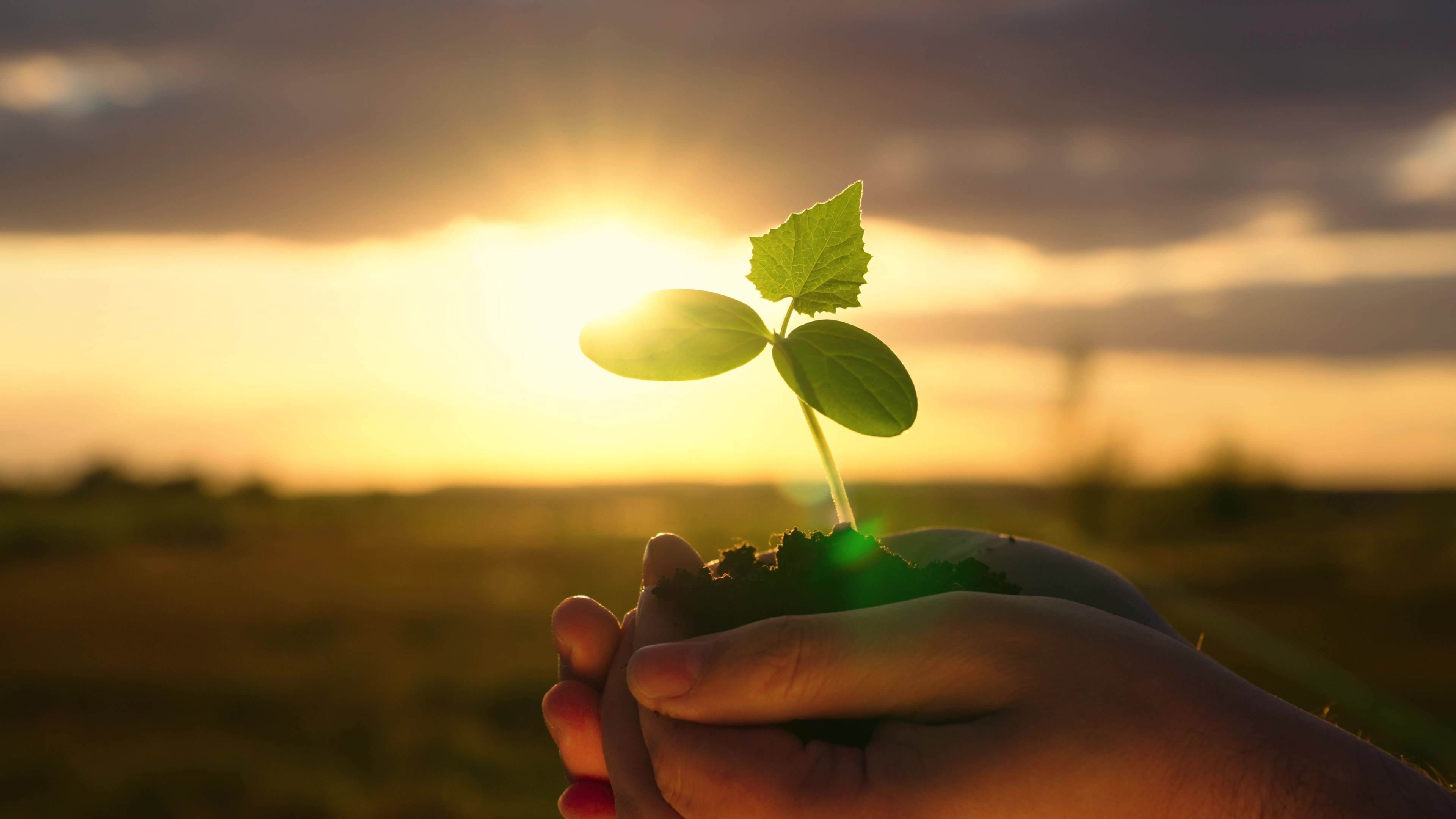 Hands cradling a young crop seedling in soil at sunrise representing the future of sustainable crop protection