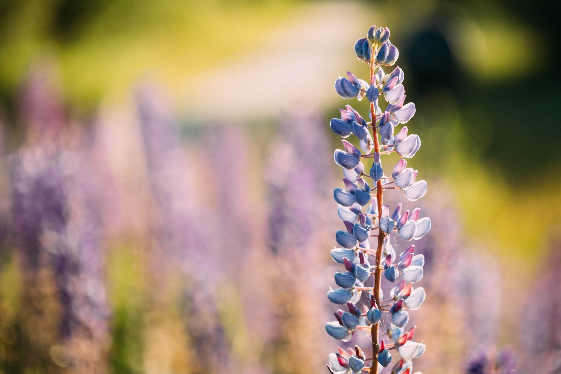 Bush of wild flowers lupine in summer field meadow