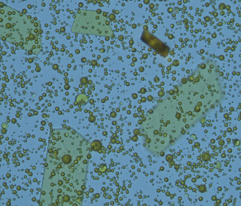 Microscopic image of market sample 1