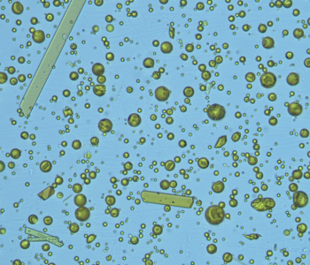 Microscopic image of market sample 2