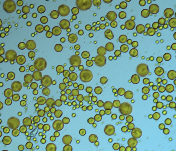 Microscopic image of RT sample of Atlox CS 200