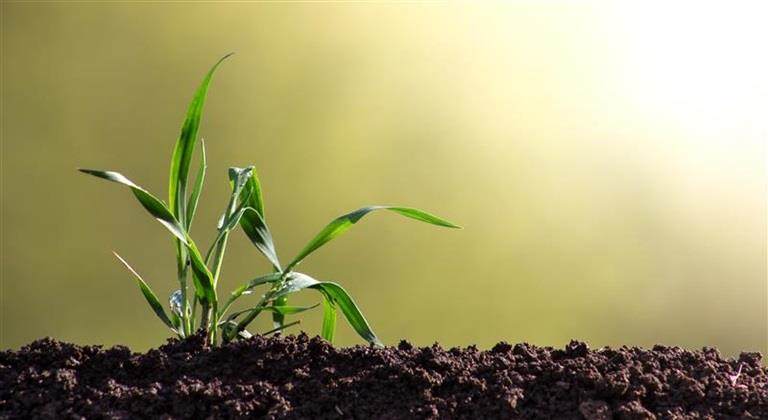 Barley plant sparkles with leaves in the sunlight