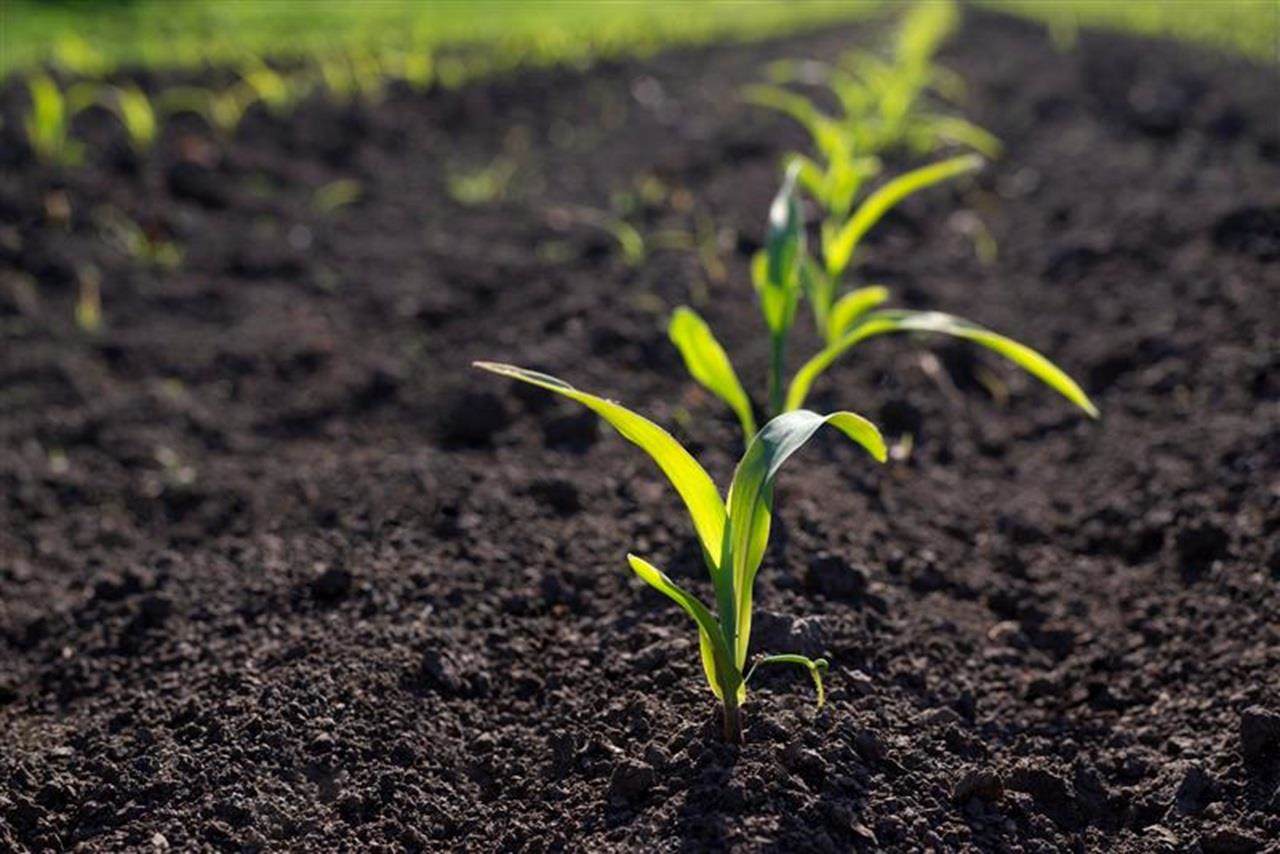Rows of young green corn plants in a cornfield