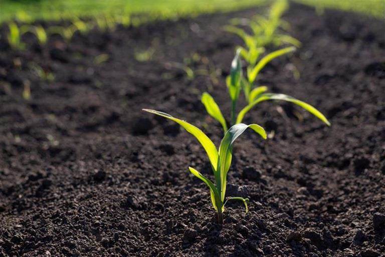 Rows of young green corn plants in a cornfield