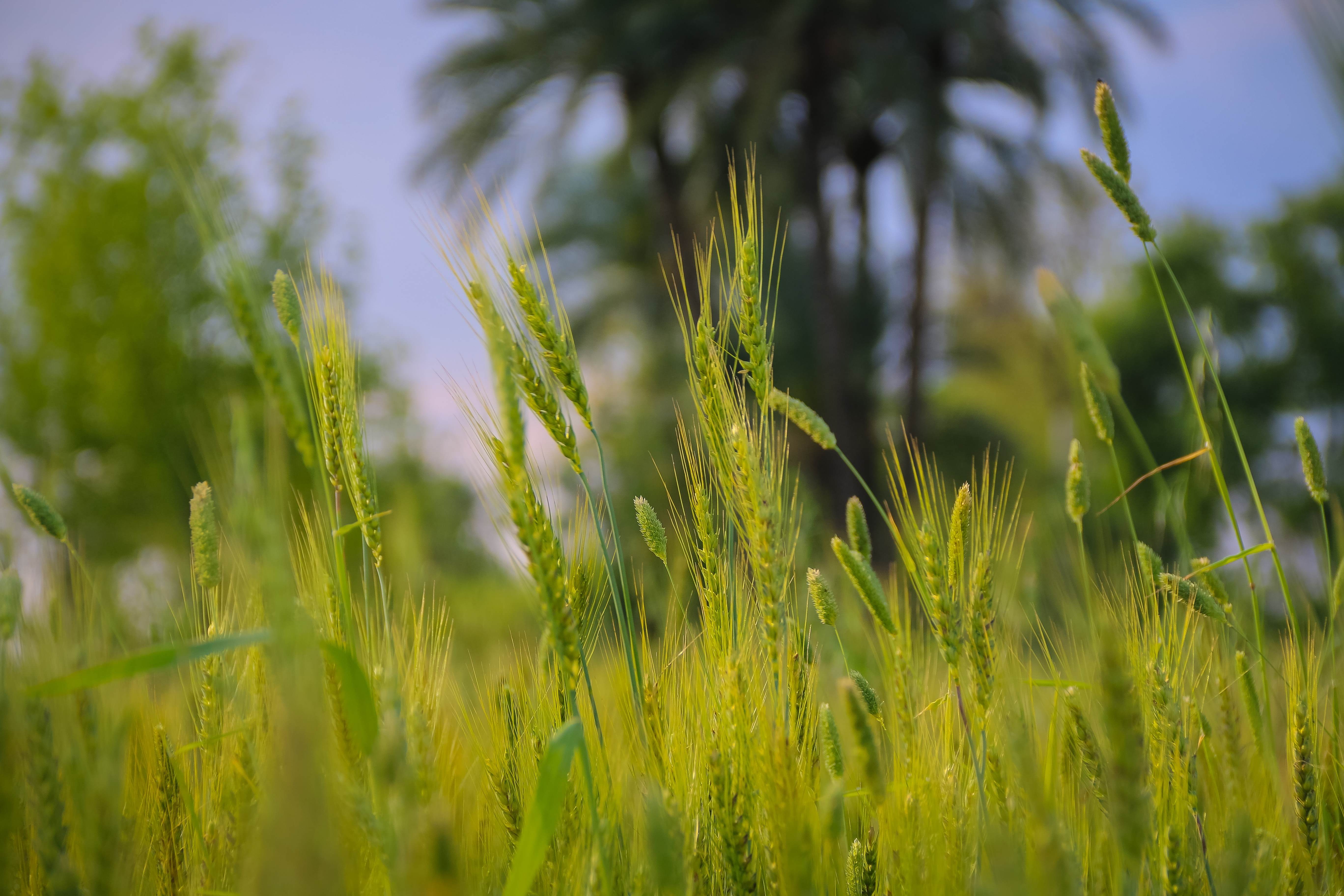 Close-up of green wheat heads and grasses swaying in an agriculture field