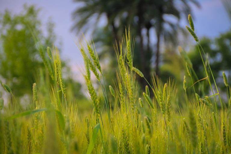 Close-up of green wheat heads and grasses swaying in an agriculture field
