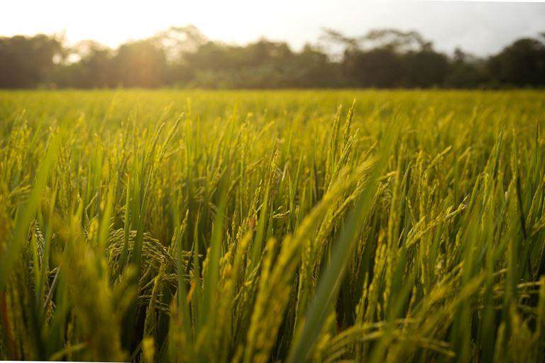 Sunlit rice field with ripening grains