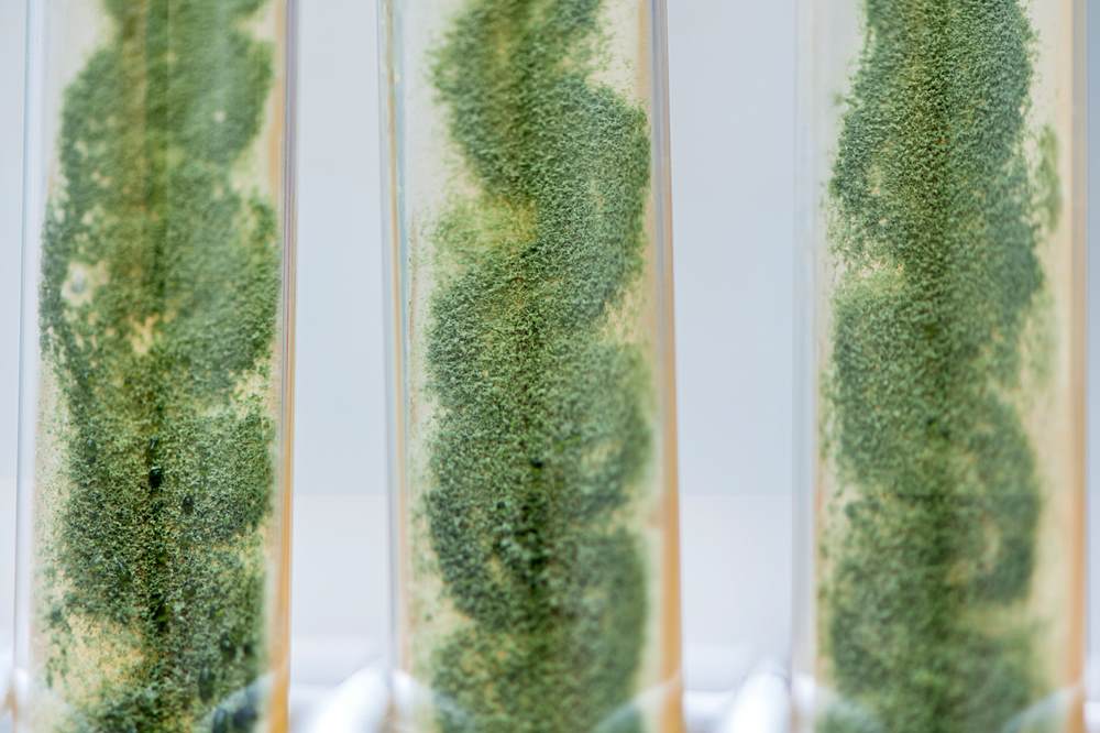 Trichoderma spores in agar slant tubes