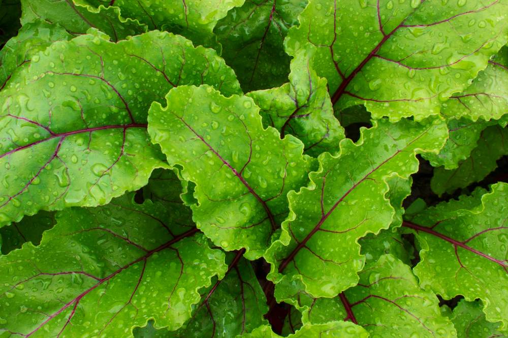 Close up of beet leaves with rain droplets