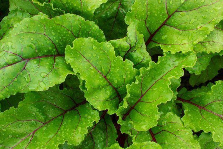 Close up of beet leaves with rain droplets