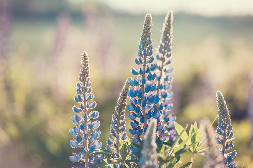 Lupinus field with pink purple and blue flowers