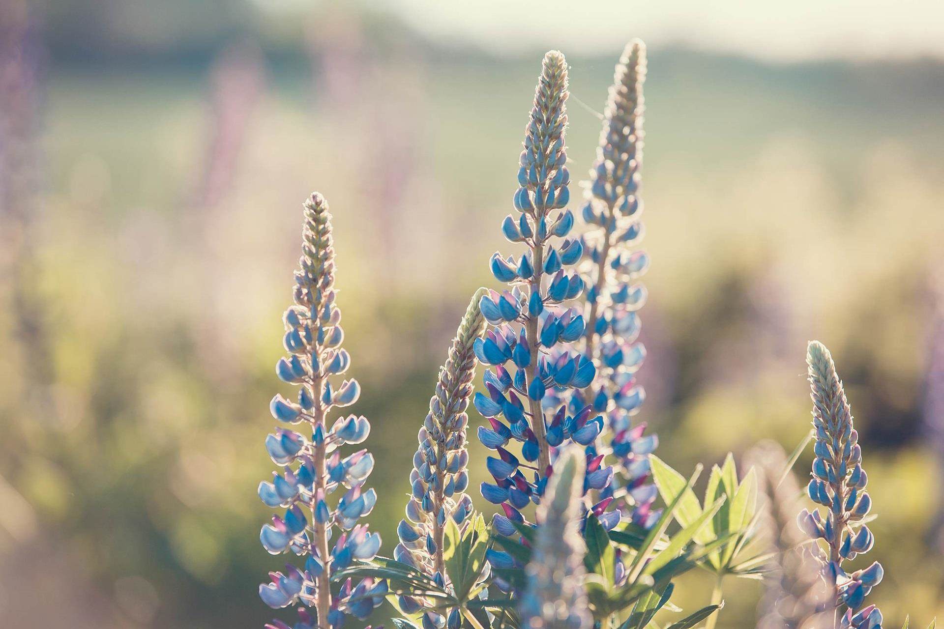 Lupinus field with pink purple and blue flowers