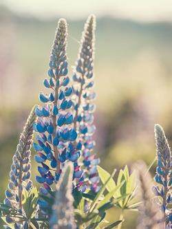 Flores de lavanda