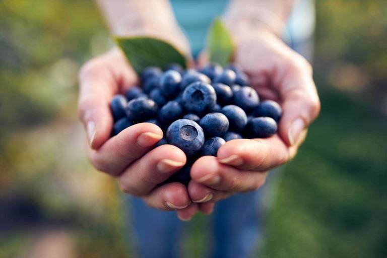 Blueberries on an organic farm