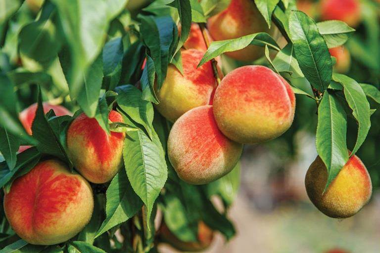 Ripe peaches