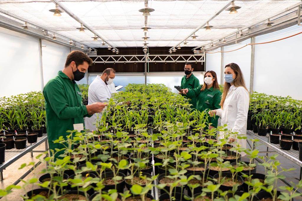 Inside Croda's greenhouse