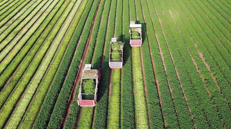Three agriculture machinery harvesting herbs in a green agricultural field