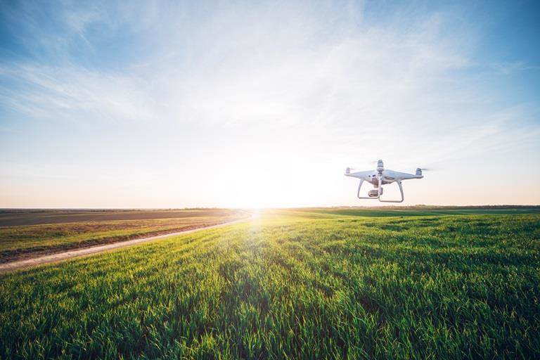 Drone on green corn field