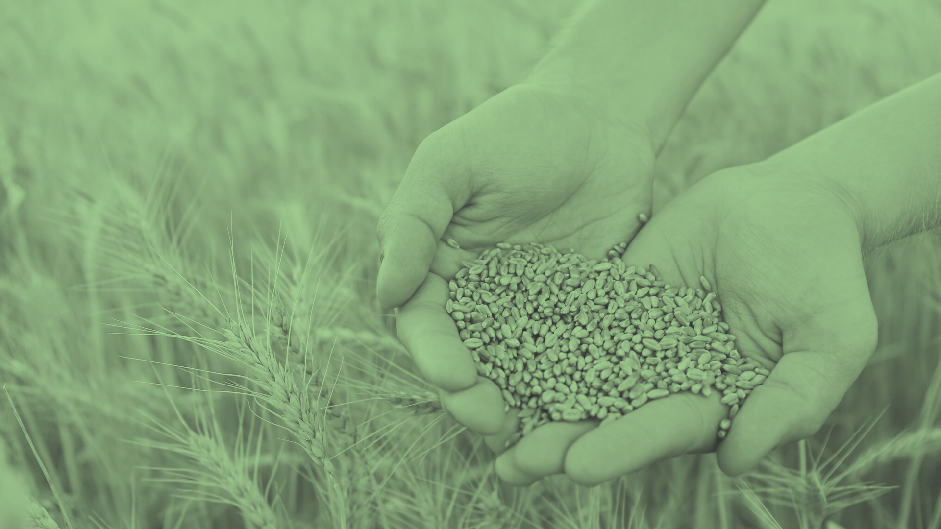 Hands holding freshly harvested grains in a wheat field
