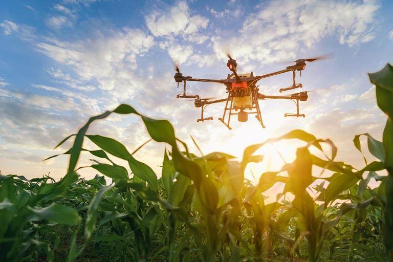 Agriculture drone fly to sprayed fertilizer on the green corn fields