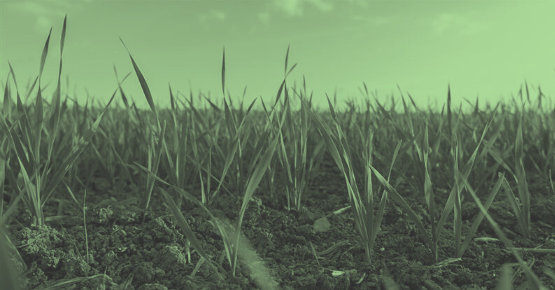 Young green crops growing in a field on fertile soil in green and grey