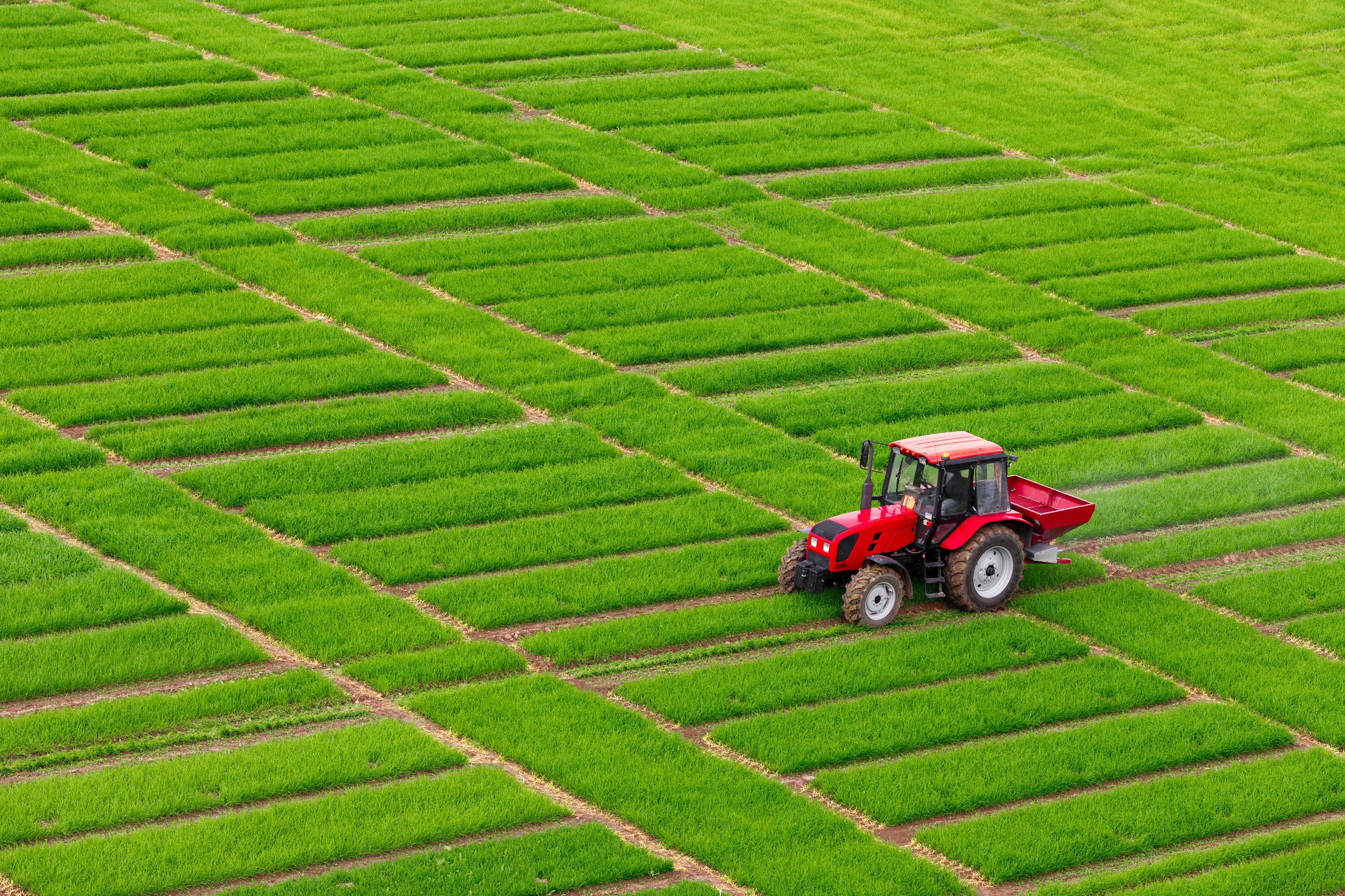 Red tractor spraying rows of green agriculture farming growth field